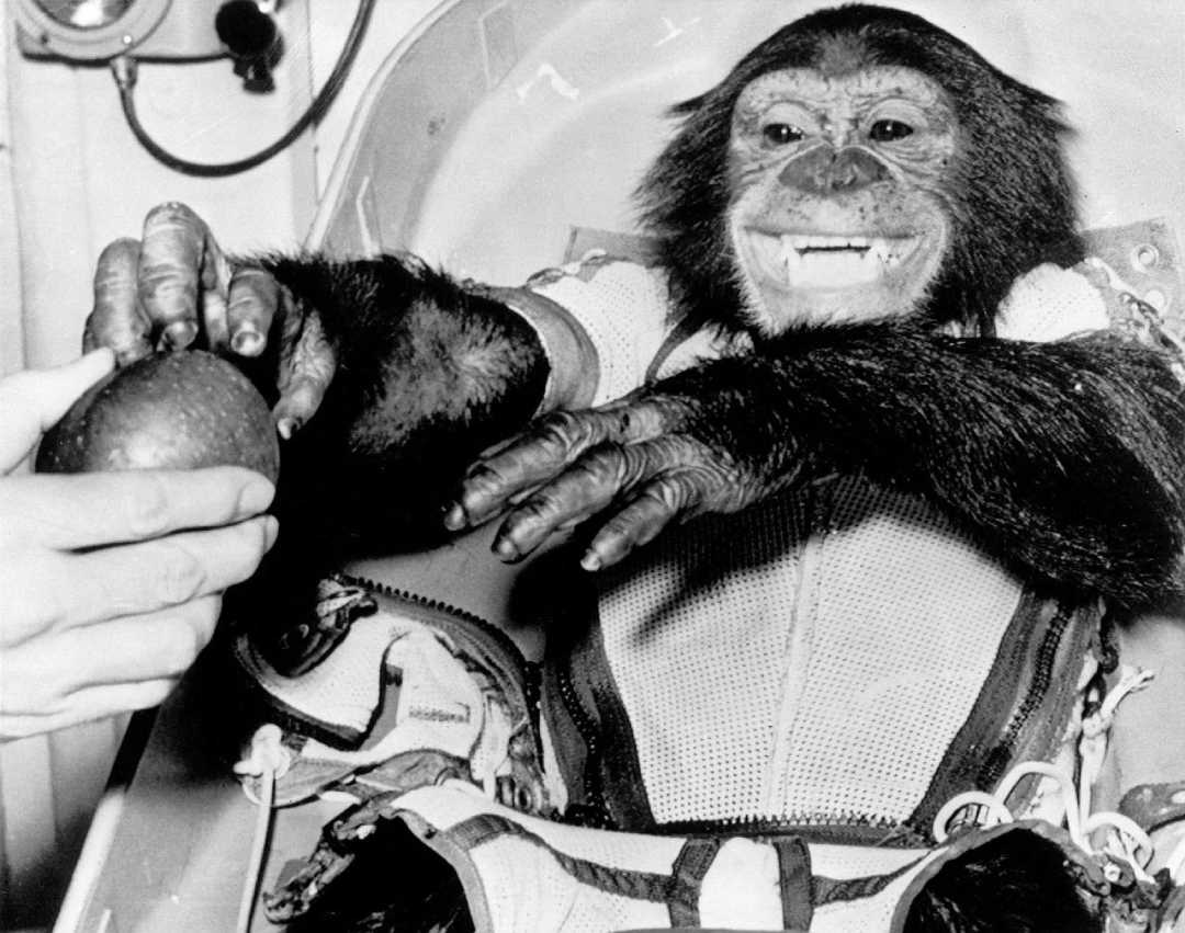 A chimpanzee wearing a harness and suit sits in a capsule, smiling and reaching toward a hand offering it an object, possibly fruit, during a space mission preparation.