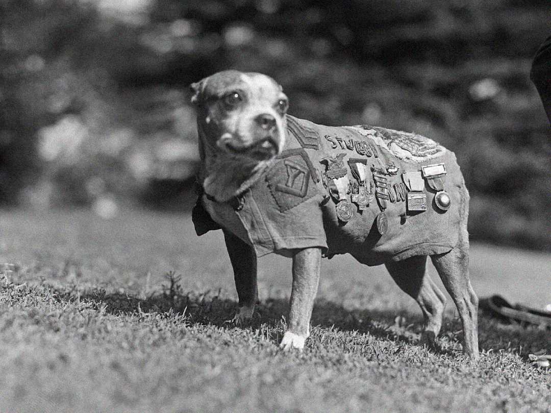 A dog stands on grass wearing a decorated vest covered in medals and badges. The background is blurred, drawing focus to the dog's vest and alert expression.