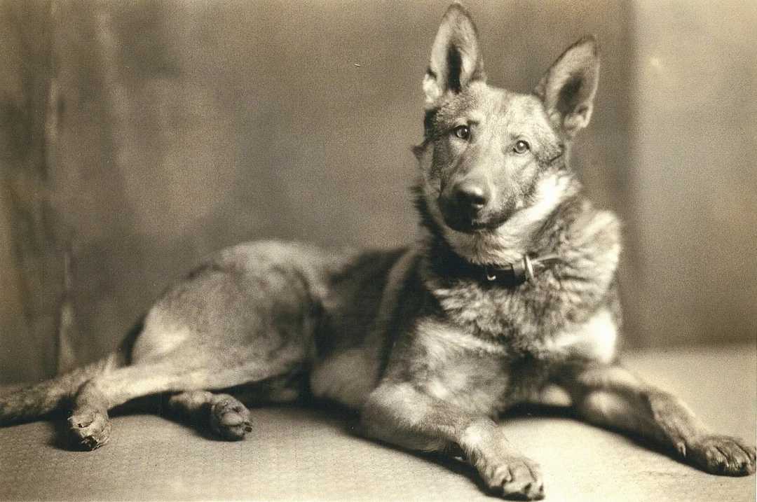 A sepia-toned photo of a German Shepherd dog lying on the floor and looking at the camera, wearing a collar, with its ears perked up and front legs crossed.