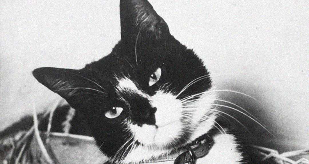 A black and white cat with a white face and chest, wearing a collar, tilts its head to the side while looking at the camera.