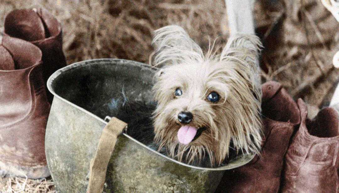 A small, fluffy dog with its tongue out sits inside a worn helmet, surrounded by brown boots and straw.
