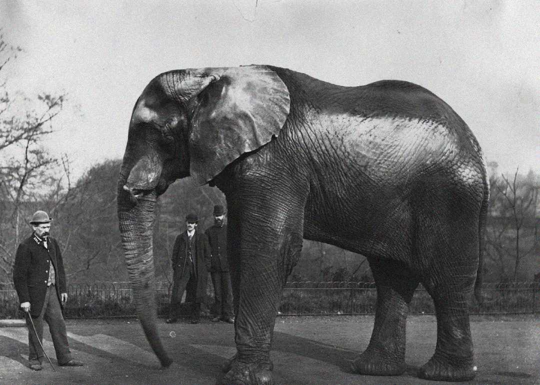 A large elephant stands on a paved area outdoors, with three men in old-fashioned clothing and hats nearby, watching the animal. Trees and a fence are visible in the background. The image is in black and white.