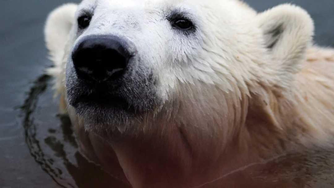 A close-up of a polar bear's face and upper body as it swims in water, with wet fur and a slightly raised head.