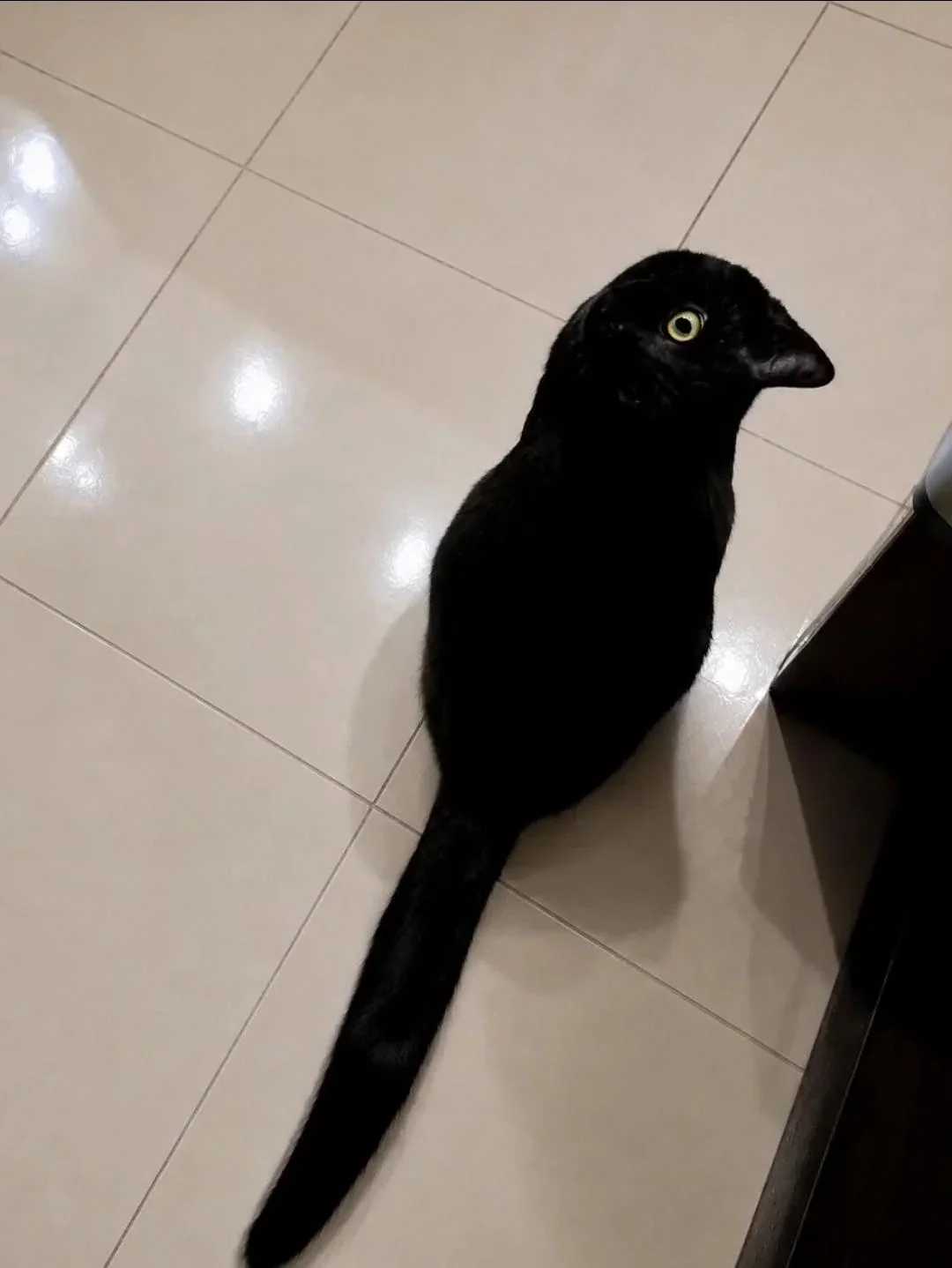 A black cat sitting on a tiled floor, viewed from above. The angle and lighting make the cat’s head resemble that of a bird with a beak, creating an optical illusion.
