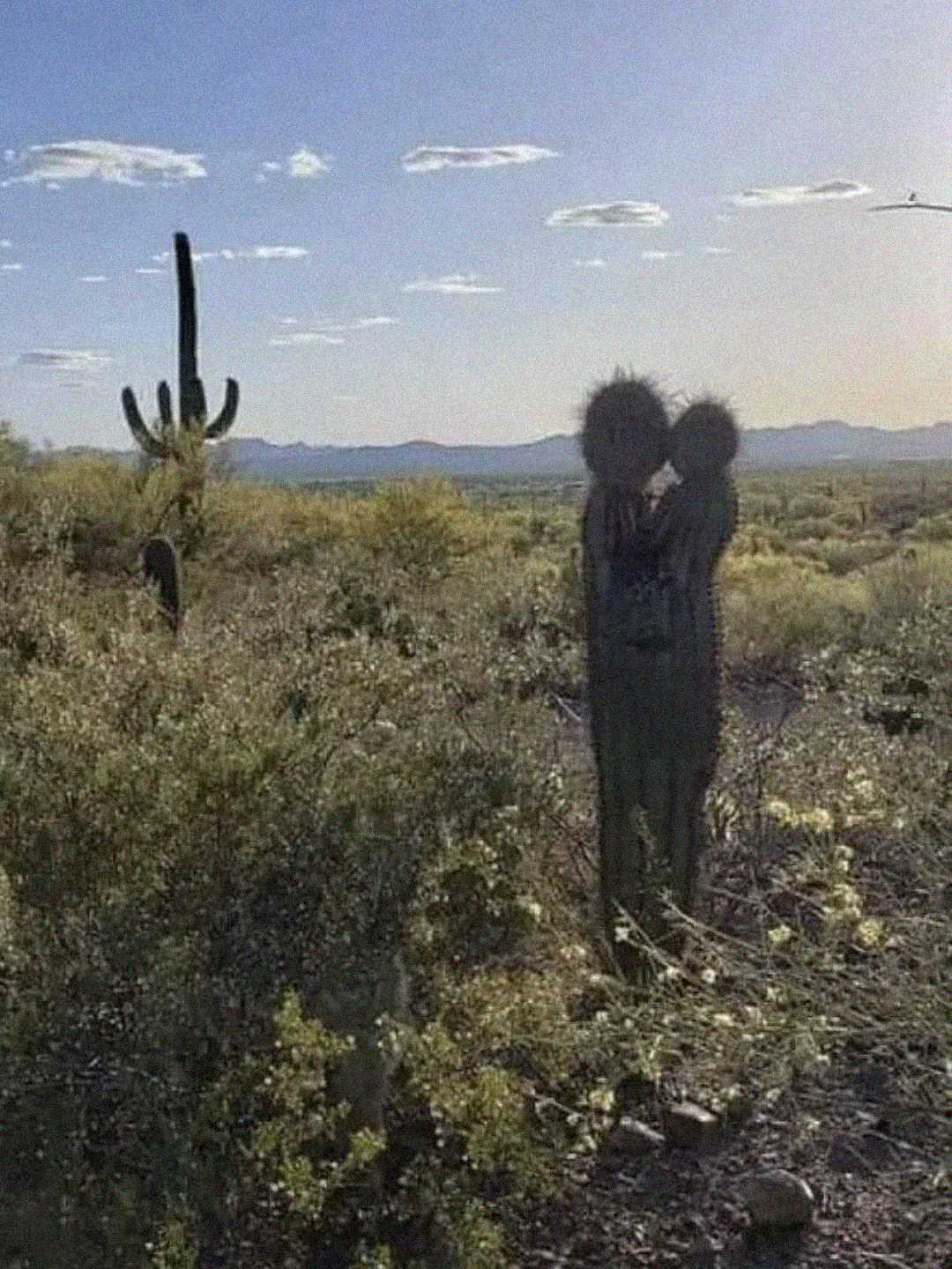 A desert landscape with cacti and shrubs under a bright sky; one cactus in the foreground resembles two people embracing.