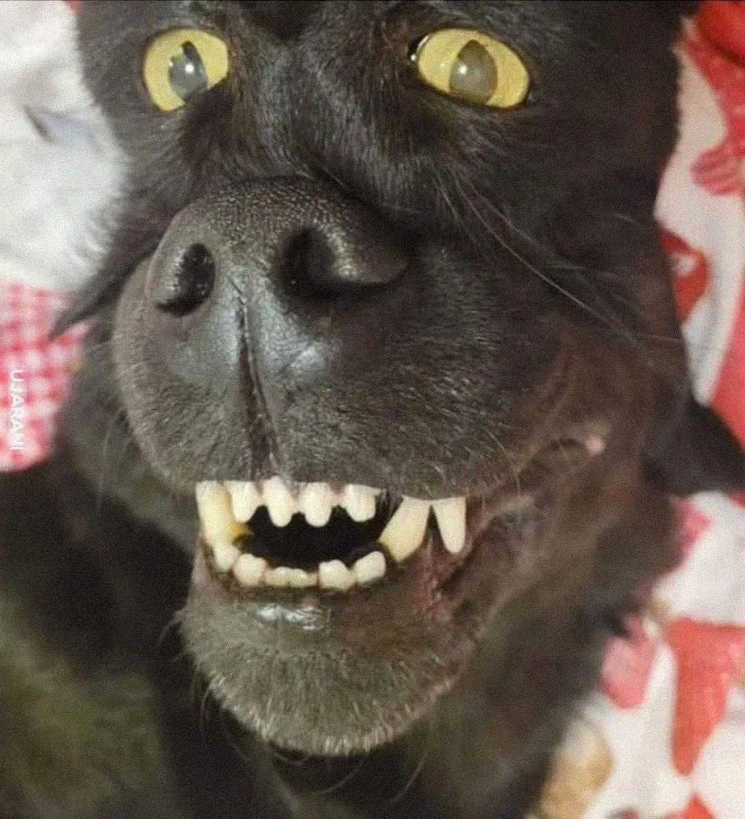 Close-up of a black dog making a funny face, showing its teeth and wide yellow eyes, lying on a red and white patterned surface.