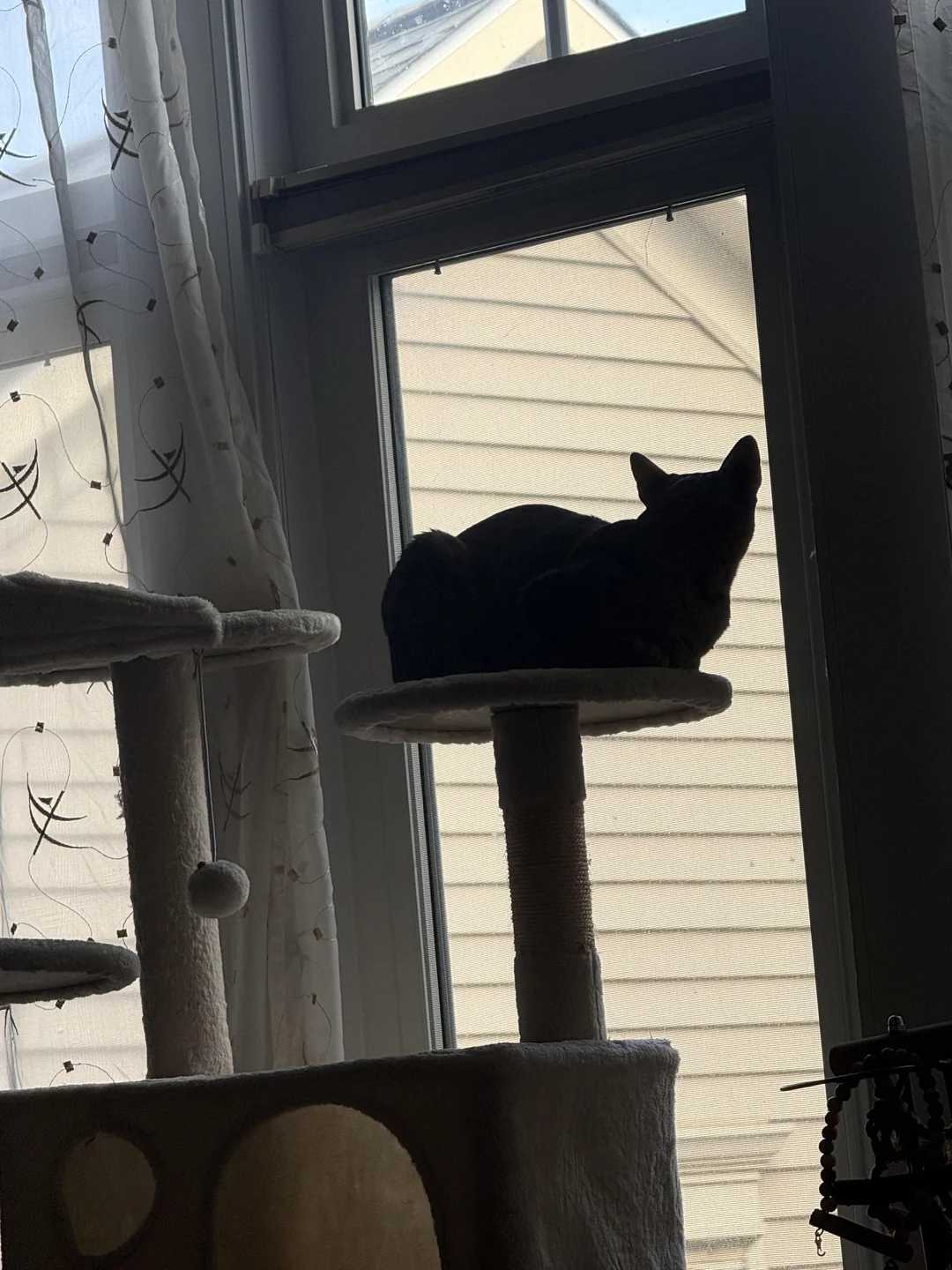 A dark silhouette of a cat sits on top of a cat tree by a window, with light streaming through sheer curtains and a beige building visible outside.