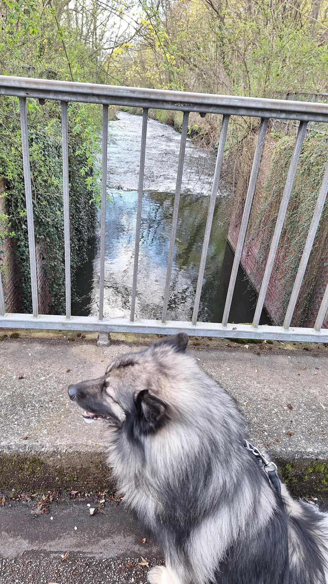 A fluffy gray and black dog stands on a bridge with metal railings, overlooking a calm river surrounded by green trees and brick walls.