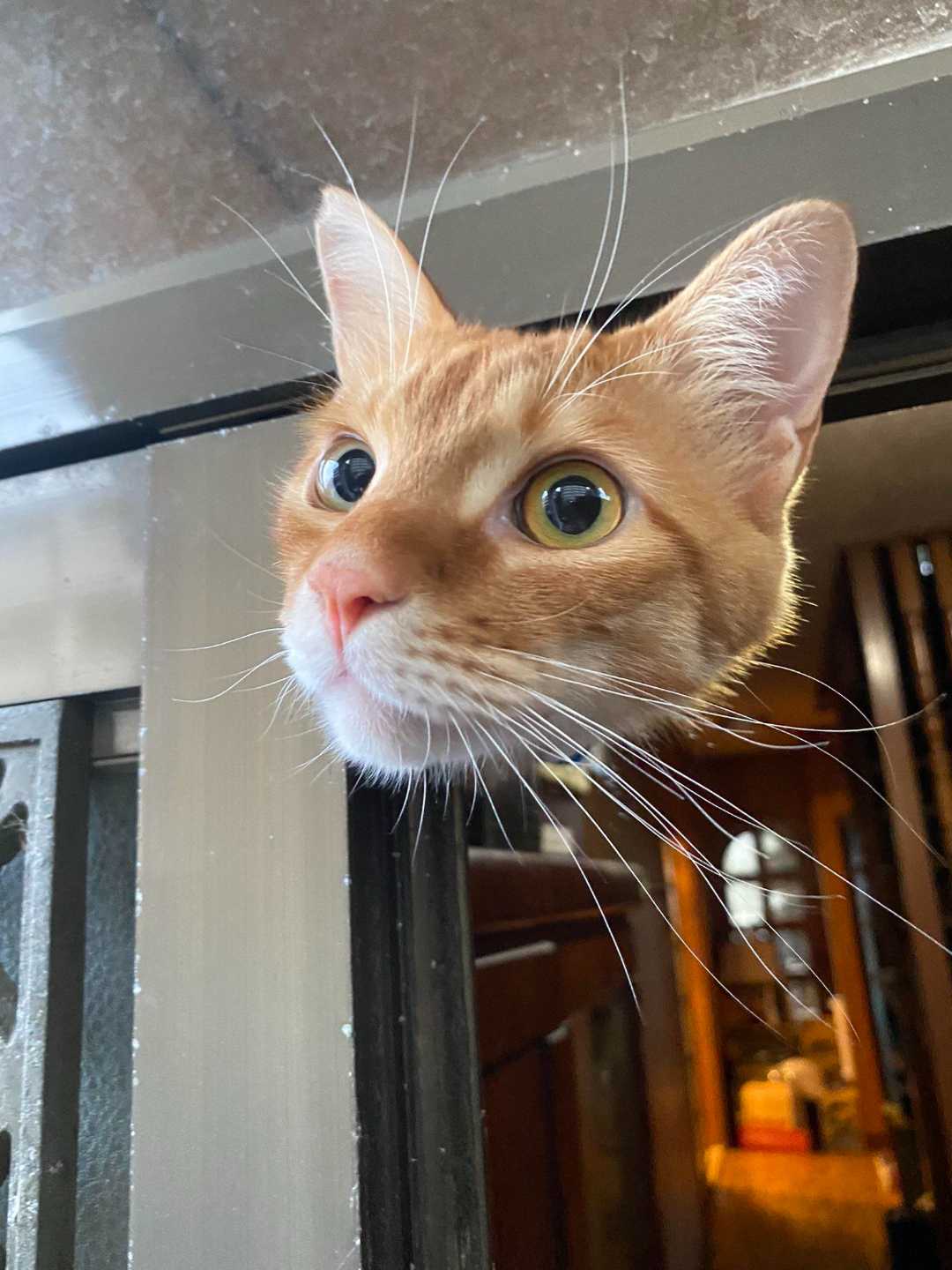 An orange tabby cat sticks its head through a small window or gap, looking alert and curious with wide eyes and prominent whiskers.