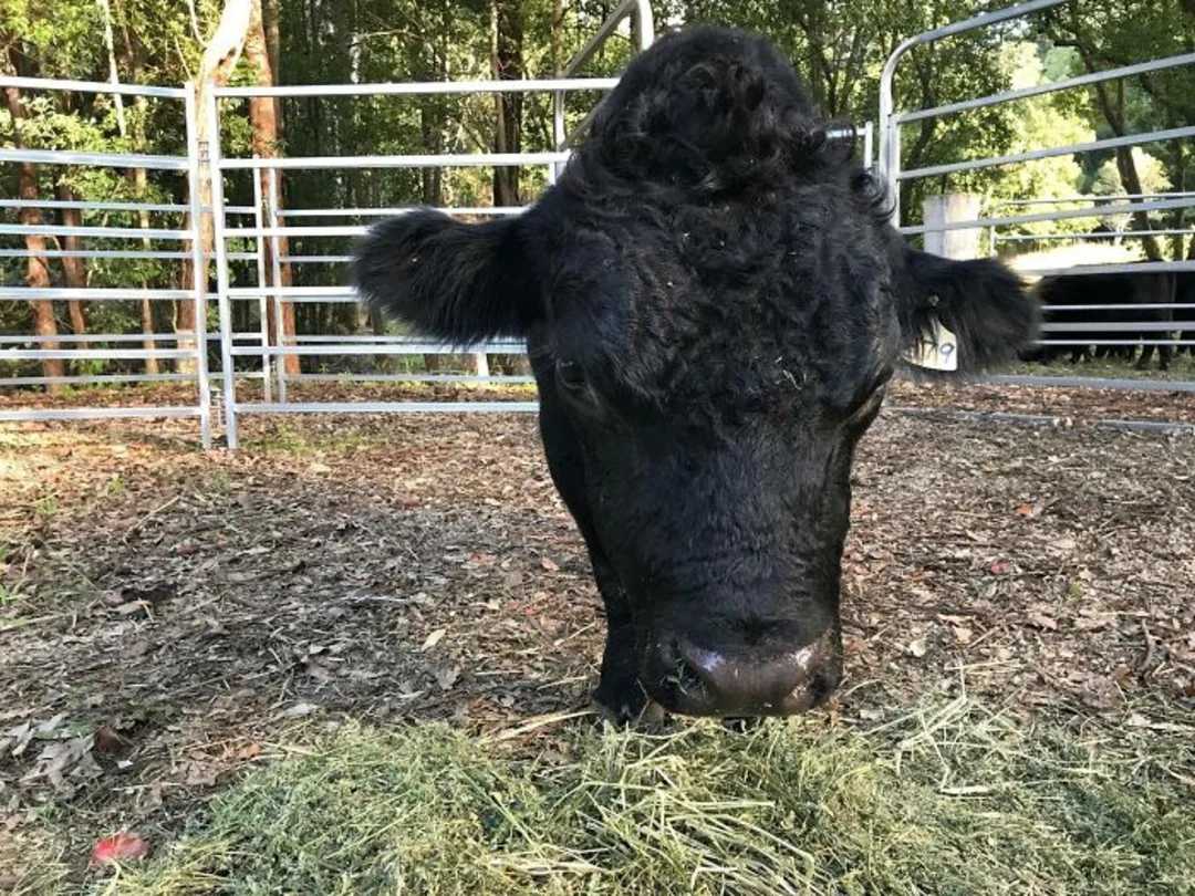 A black cow with curly hair on its forehead eats hay in a fenced outdoor enclosure surrounded by trees and sunlight.