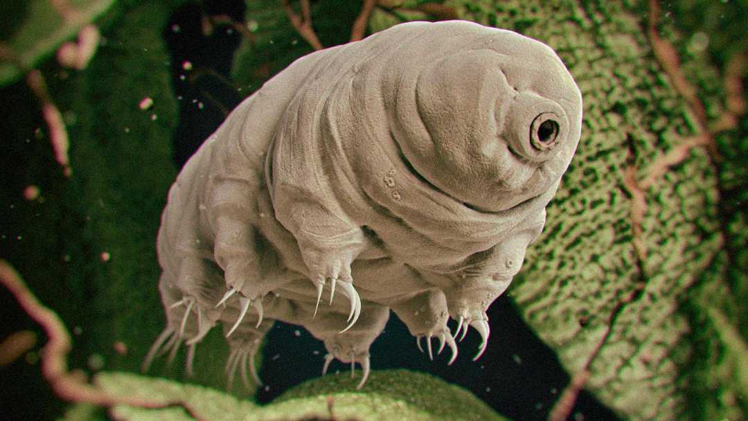 A close-up, detailed illustration of a tardigrade, a tiny microscopic organism, showing its segmented body, clawed legs, and round head, with a green, leafy background.