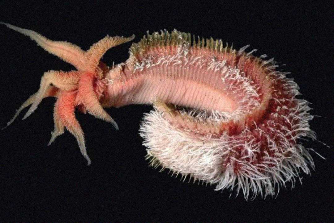 A close-up of a fuzzy, segmented marine worm with pink, red, and white bristles and appendages, set against a black background.