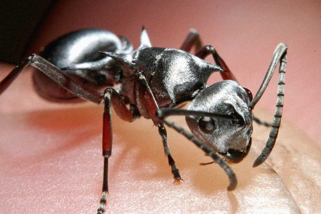 Close-up of a shiny black ant with segmented body and bent antennae, standing on a pale, textured surface, possibly human skin.