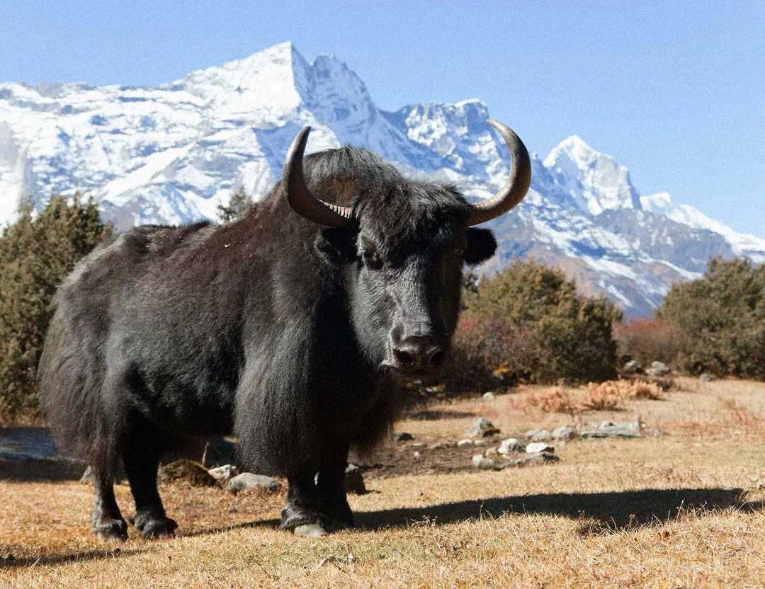 A large black yak with curved horns stands on dry grass, with snow-covered mountains and clear blue sky in the background. Some bushes are scattered around the scene.