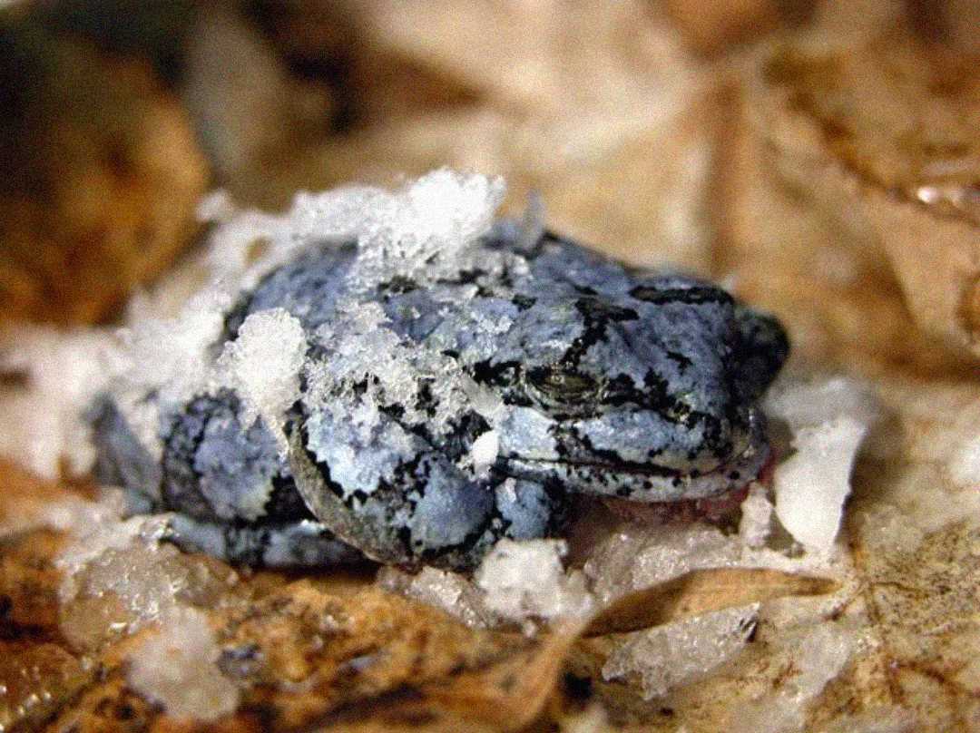 A blue and black frog lies partially covered with frost and snow, camouflaged against brown fallen leaves.