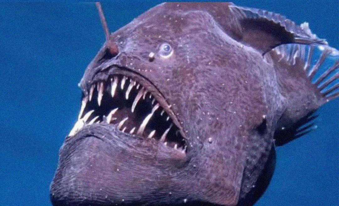 A close-up image of an anglerfish with sharp, jagged teeth and a bioluminescent lure extending from its head, swimming in dark blue water.
