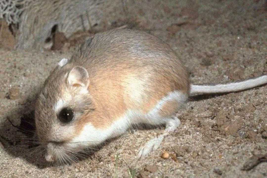 A small, light brown rodent with a long tail, large dark eyes, and white underbelly sits on sandy ground.