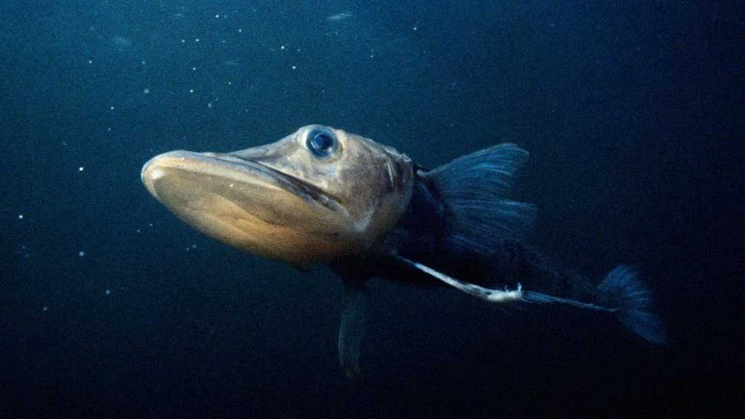 A dark-colored fish with a long body, large mouth, and prominent eyes swims in deep, murky water. The background is dark blue, with some light particles suspended in the water.