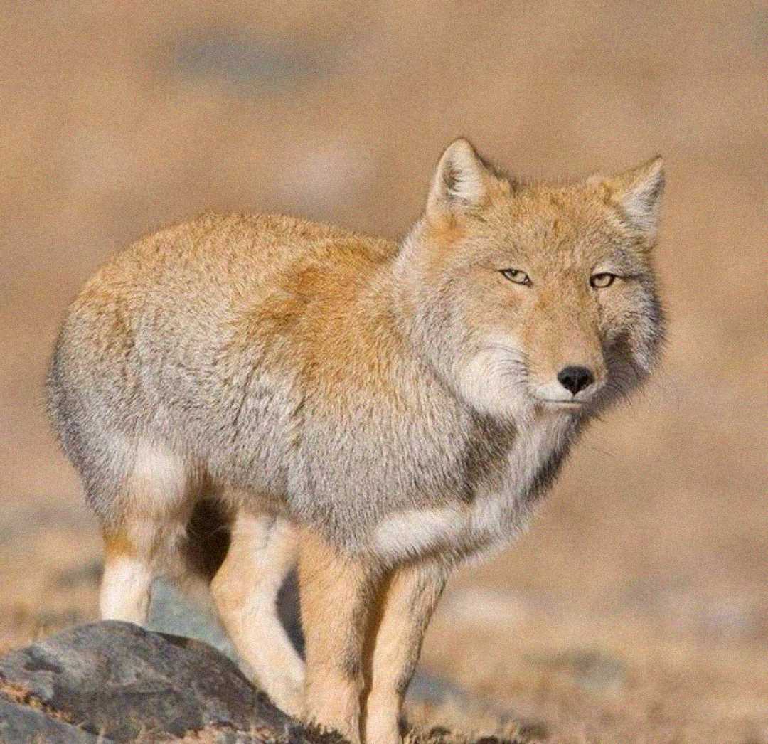 A Tibetan fox with thick, light brown fur stands on rocky ground, looking toward the camera with its narrow, squarish face and alert, upright ears. The background is a blurred, dry landscape.