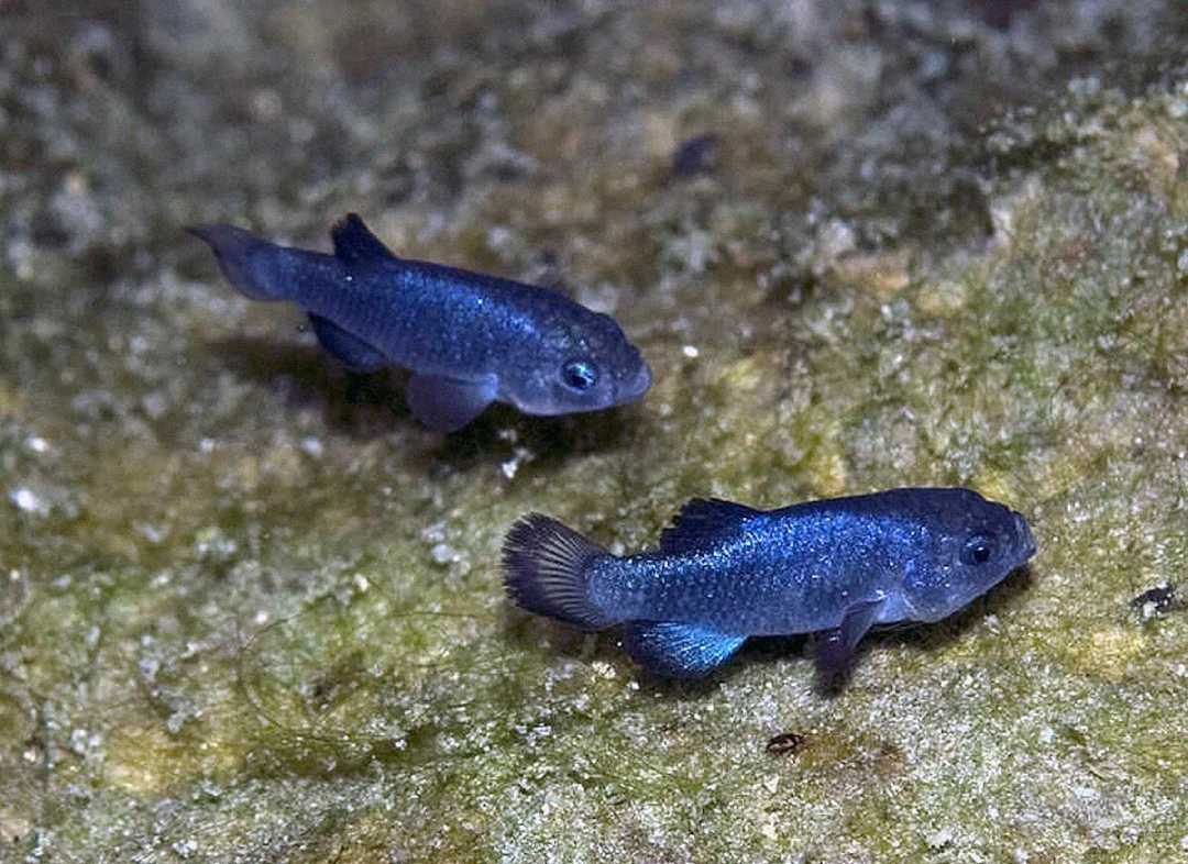 Two small, dark blue fish swim close to a rock or rough surface underwater. The fish have short fins and appear to be in a shallow, natural habitat.