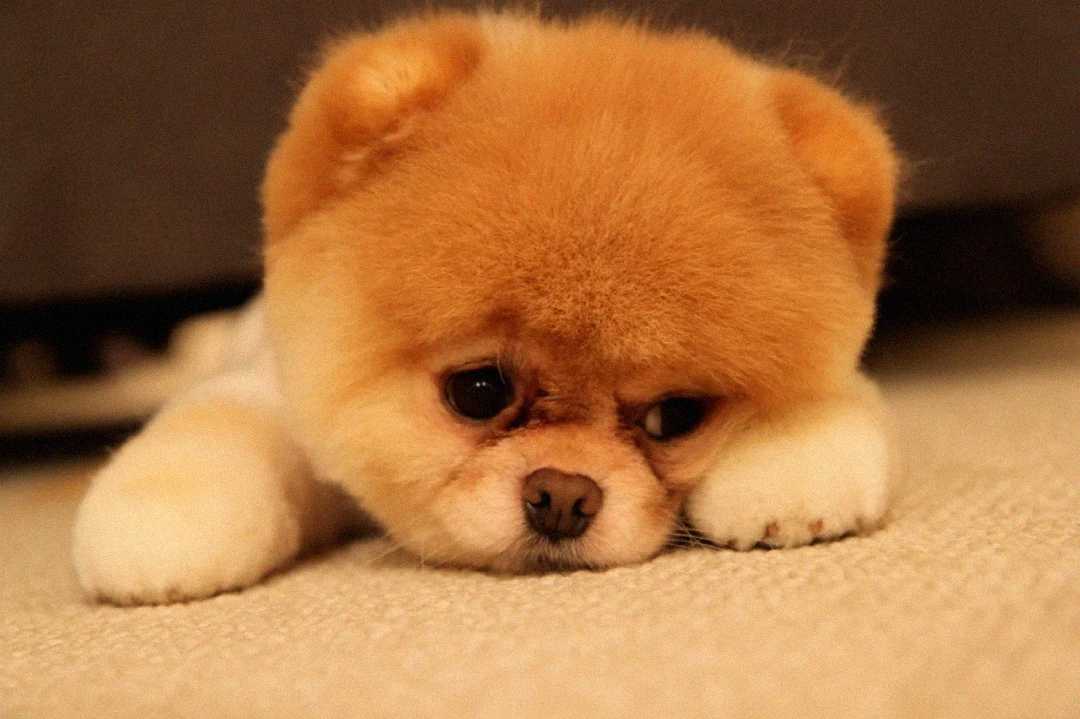 A fluffy, light brown Pomeranian puppy lies on a carpet with its head resting on its paws, looking sad or thoughtful.