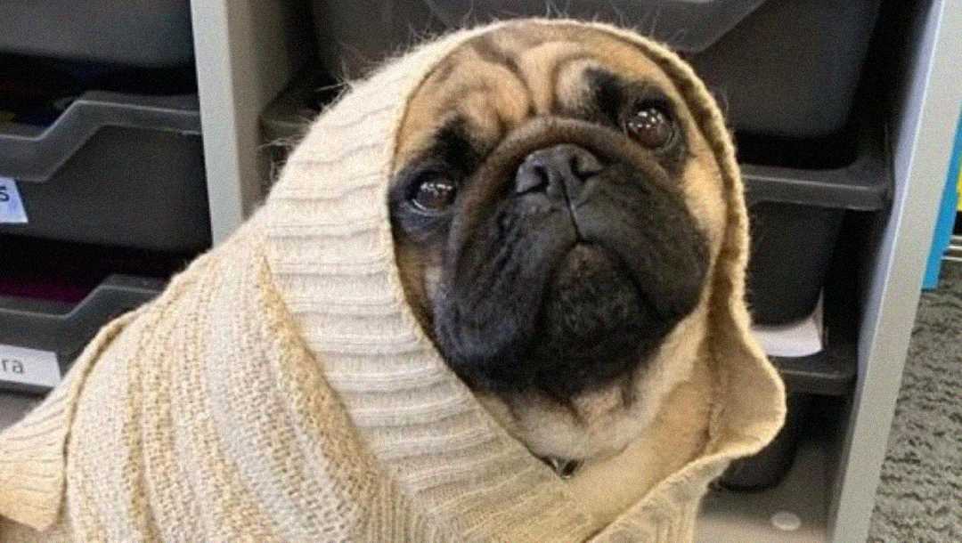 A pug wearing a beige knitted sweater draped over its head sits indoors, looking up with a slightly sad expression. Shelves with black bins are visible in the background.