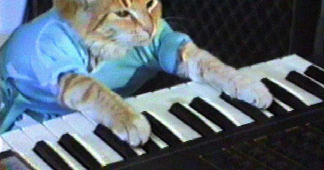 A cat wearing a blue shirt is sitting upright and pressing the keys of an electronic keyboard, appearing to play music.
