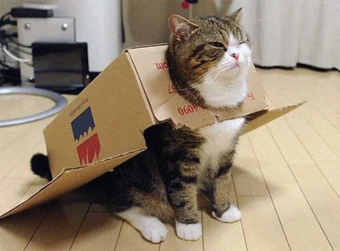 A tabby cat sits on a wooden floor with a cardboard box draped over its back, looking content and slightly amused.