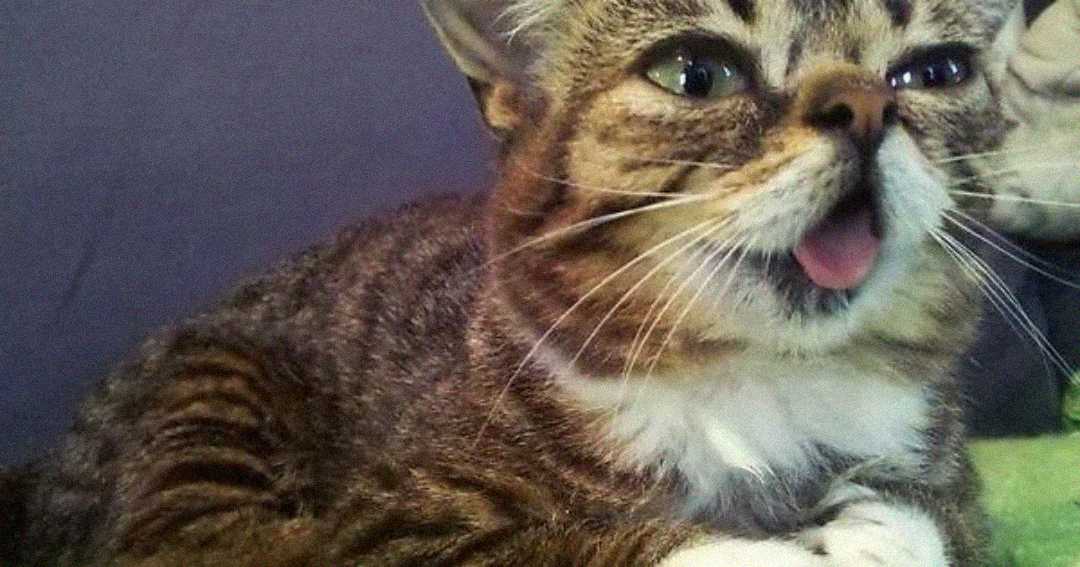 A brown and white tabby cat lies down with its mouth open and tongue sticking out, appearing to make a funny or surprised expression.