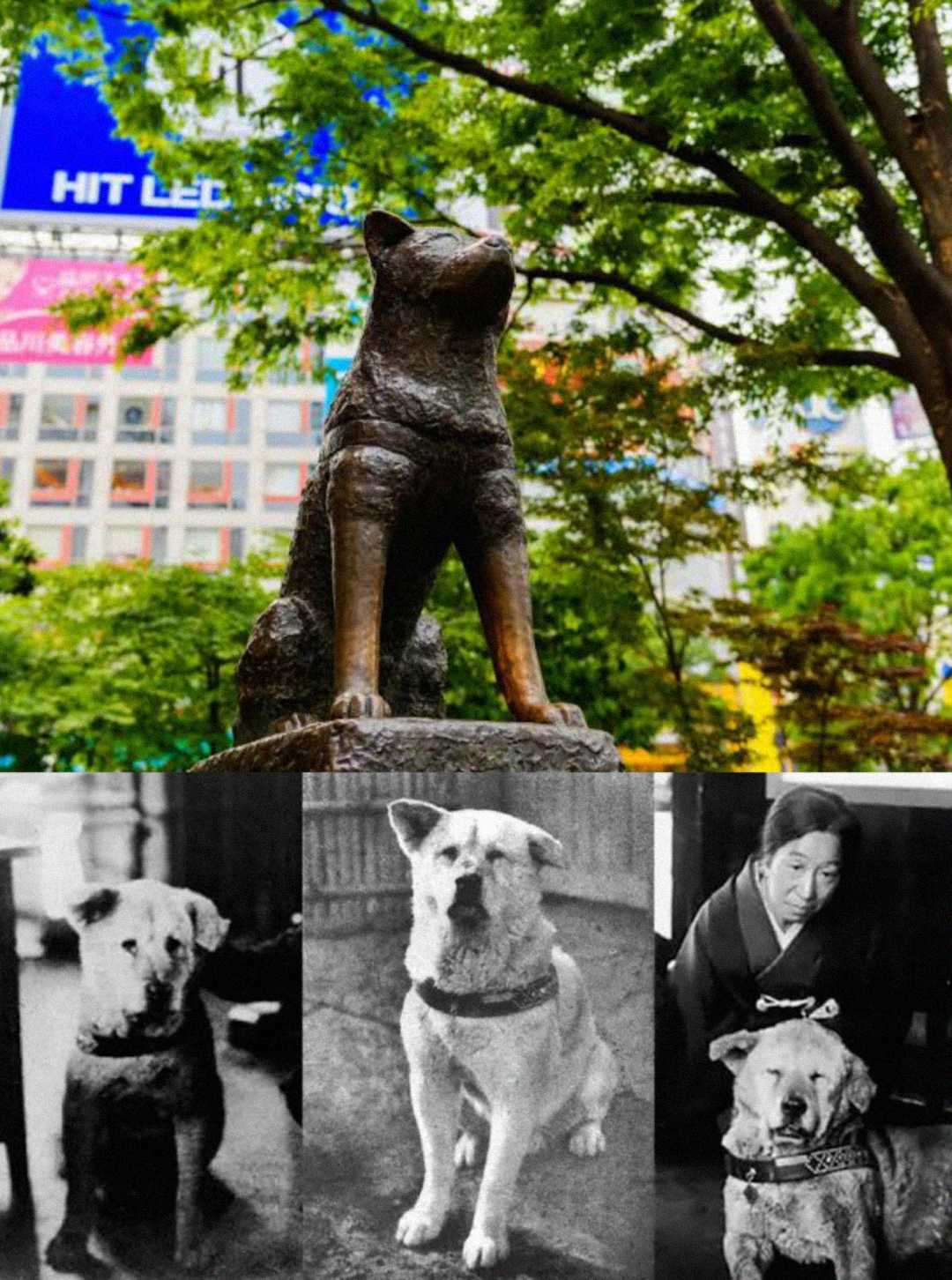 Top: Bronze statue of a dog sitting in an urban setting with trees and buildings behind. Bottom: Three black-and-white photos of a similar dog, one with a woman beside it.
