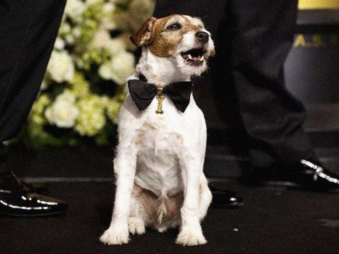 A small dog with brown and white fur sits between two people in formal attire, wearing a black bow tie and a gold pendant, with a floral arrangement in the background.