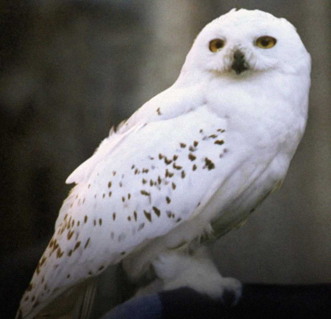 A snowy owl with white feathers and scattered dark spots is perched, facing slightly to the right. Its yellow eyes are open and its beak is partially obscured by feathers. The background is blurred.