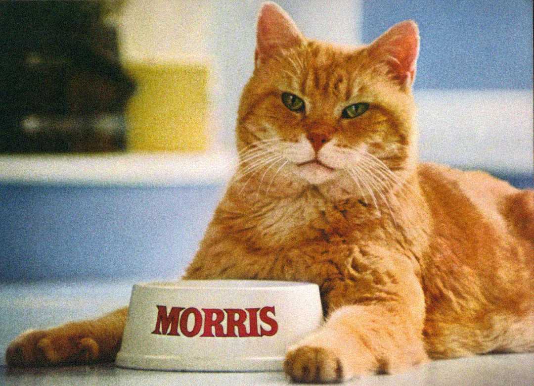 An orange tabby cat lounges on the floor with its paw next to a white food bowl labeled "MORRIS" in red letters. The background is softly blurred in blue and yellow tones.