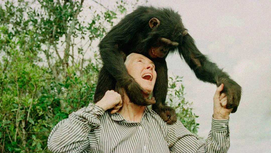 A smiling person in a striped shirt stands outdoors while a chimpanzee playfully sits on their shoulders, holding their hand. Trees and sky are visible in the background.