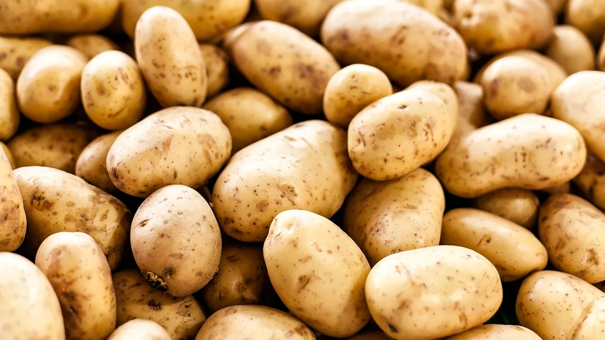 A close-up view of a pile of raw, unpeeled potatoes with light brown skin and small spots, stacked closely together. Food.