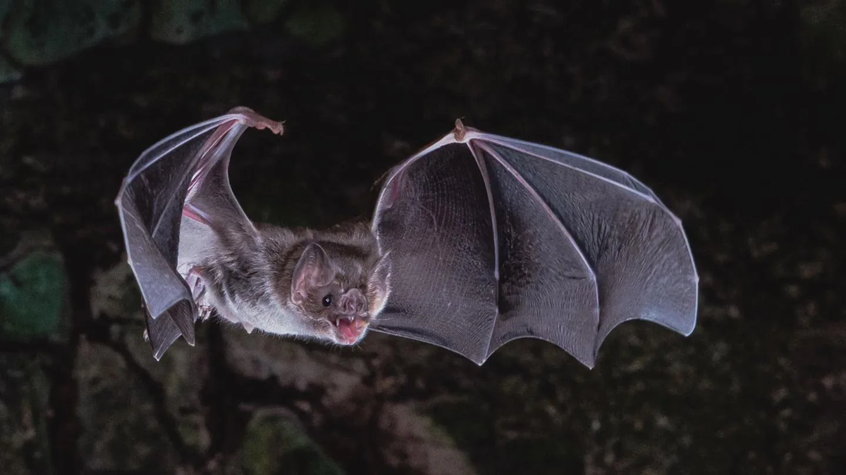 A bat with outstretched wings flies in the dark, its mouth open and ears pointed, with a rocky background partially visible behind it.