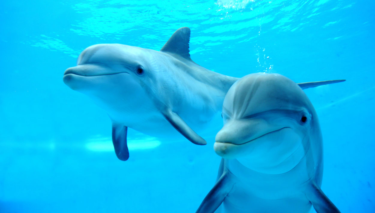 Two dolphins swim underwater in clear blue water, facing the camera. Their bodies and fins are visible, and their expressions appear calm and friendly. Bubbles and light reflections can be seen around them.