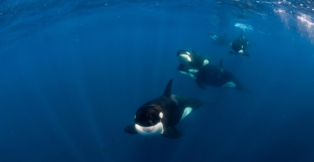 A pod of four orcas swims underwater in the deep blue ocean, with one orca leading closely in the foreground and the others following behind.
