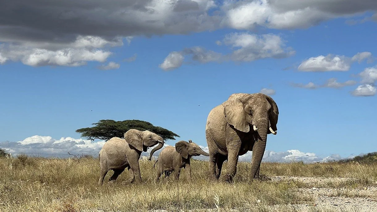 Three elephants, including a calf, walk together through tall grass on an African savanna under a partly cloudy sky, with an acacia tree in the background. Animal.
