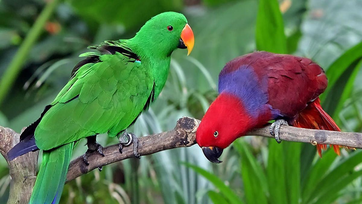 A vibrant green parrot and a red-and-purple parrot perch on branches surrounded by lush green leaves, with the red parrot bending its head downward.