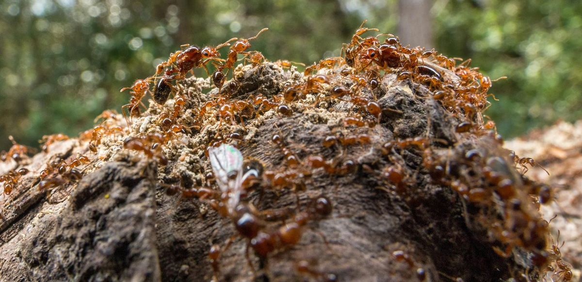 Close-up view of a large group of reddish-brown ants crawling over a rough, textured log in a forest, with blurred green foliage in the background. One ant appears to have wings.