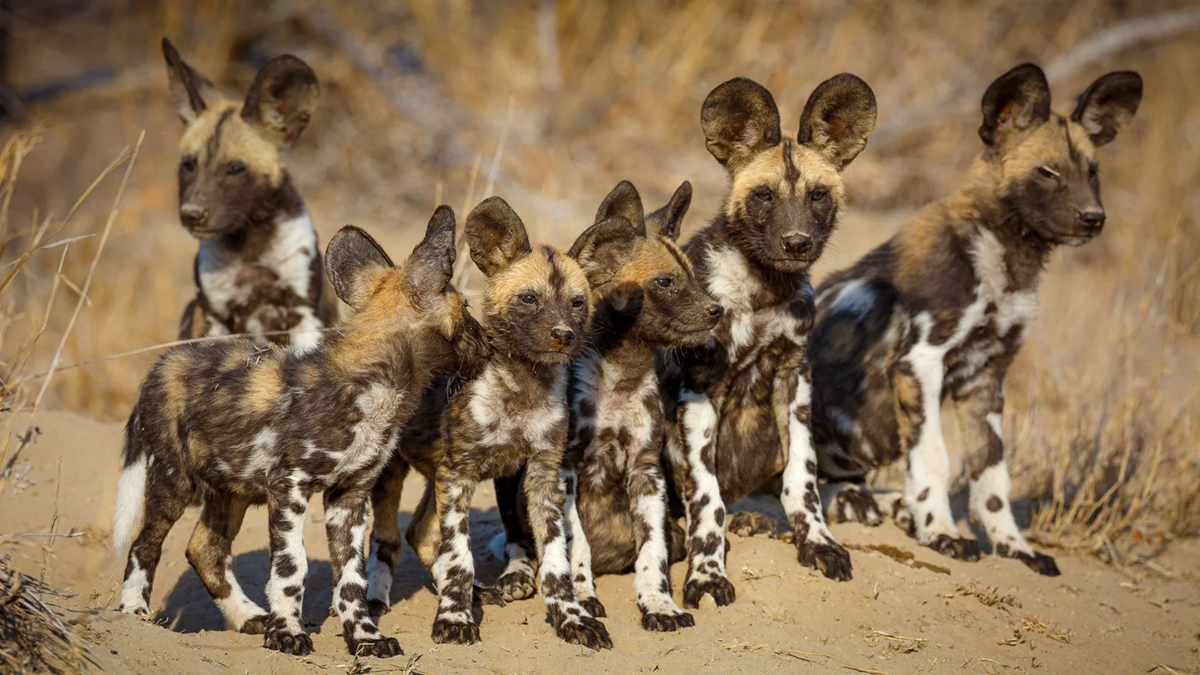 A group of seven African wild dogs with mottled fur and large rounded ears stand alert together on sandy ground in a dry, grassy landscape.