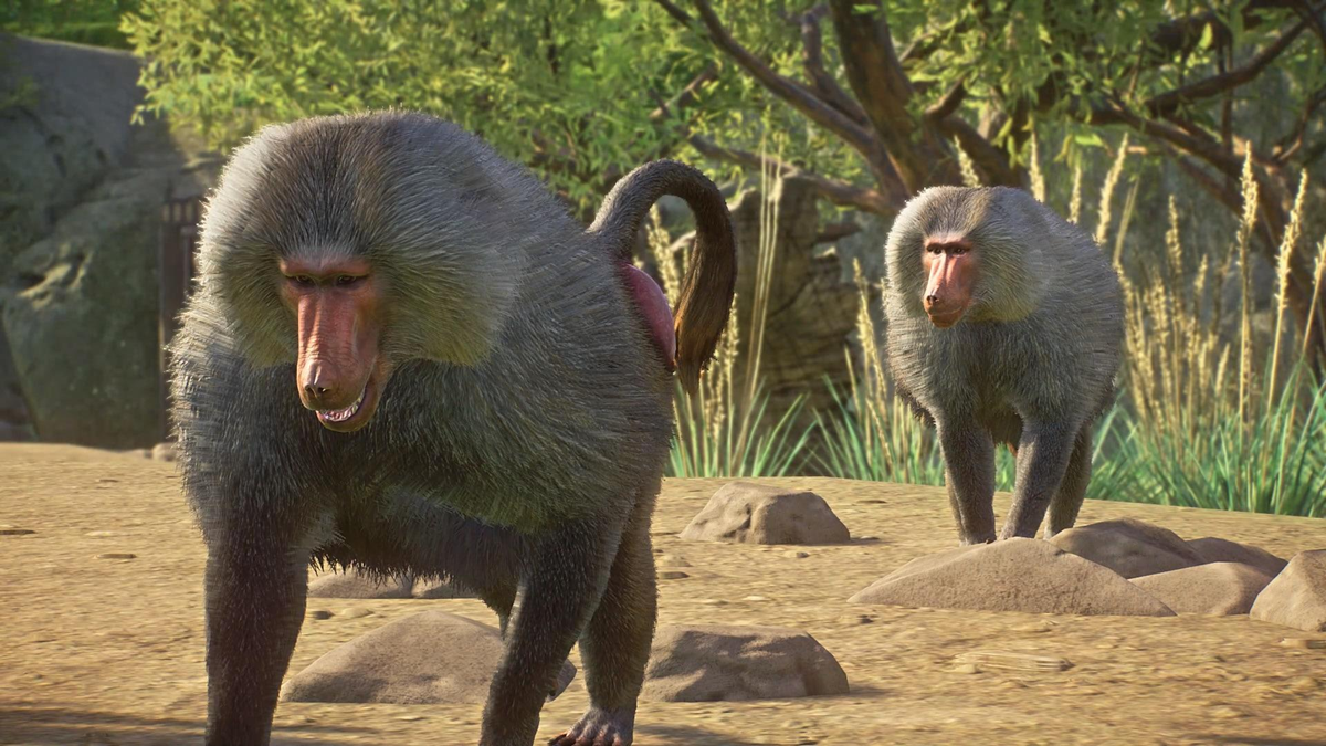 Two baboons with shaggy gray fur and pink faces walk on a rocky, sandy ground surrounded by green vegetation and trees on a sunny day.