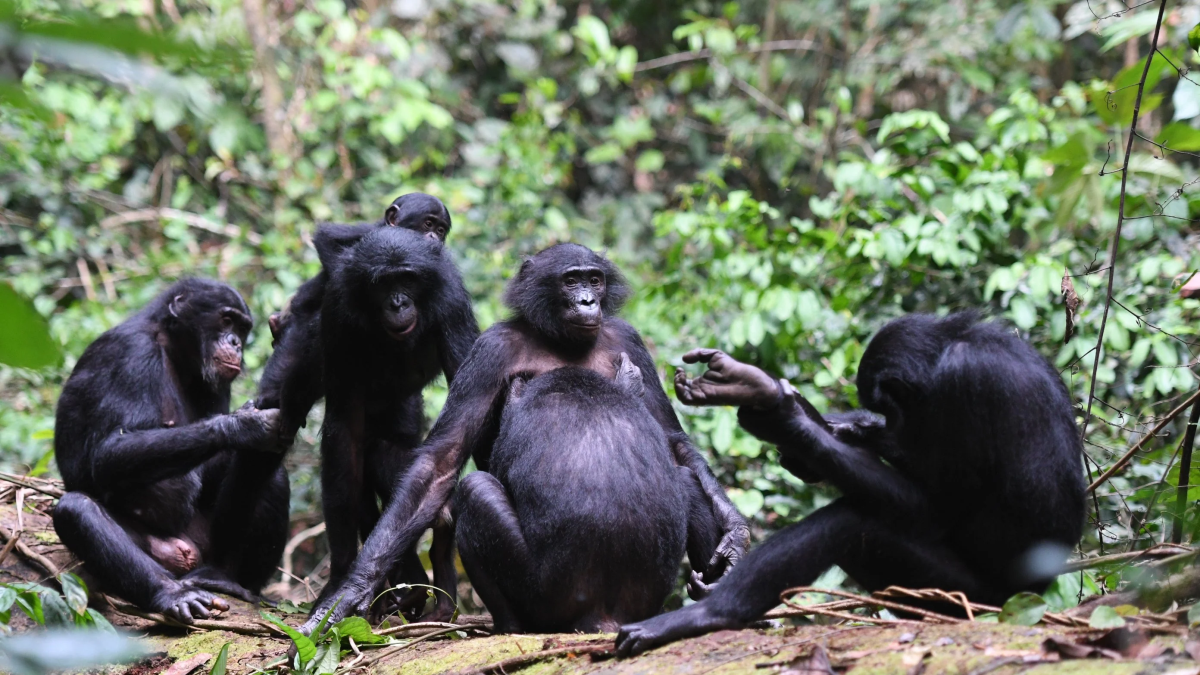 Five bonobos sit together on the forest floor, surrounded by lush green foliage. Some are interacting, grooming, or reaching toward each other, displaying social behavior in their natural habitat.