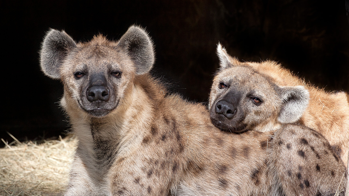 Two spotted hyenas are resting together on hay. One is looking directly at the camera, while the other rests its head on the first hyena's back. Both have tan fur with dark spots and rounded ears.