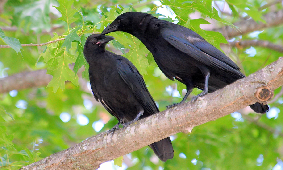 Two black crows perched on a tree branch, surrounded by green leaves. One crow appears to be gently pecking or grooming the other near its beak.