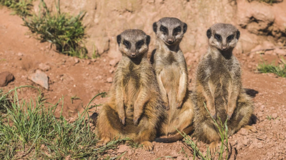 Three meerkats stand upright on their hind legs in a sandy, grassy area, facing the camera with alert expressions.