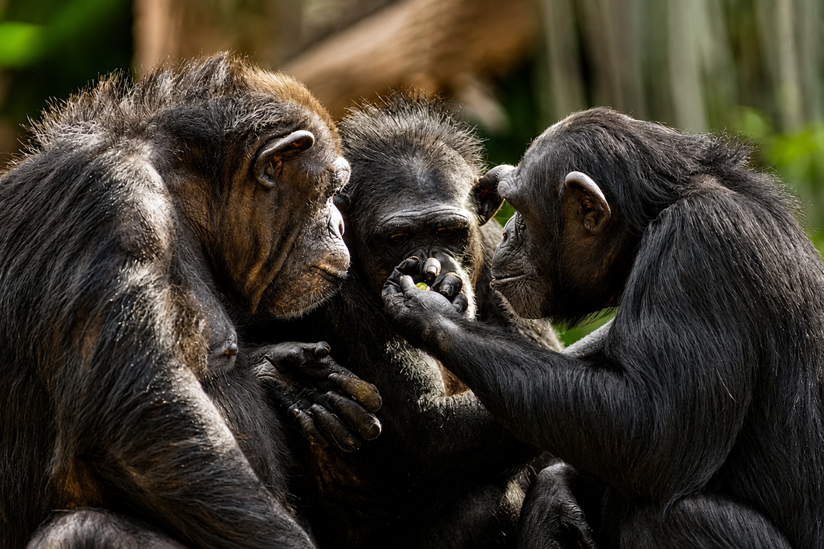 Three chimpanzees sit closely together. One chimp gently touches the face and mouth of another, while the third observes, all surrounded by greenery in a natural outdoor setting.