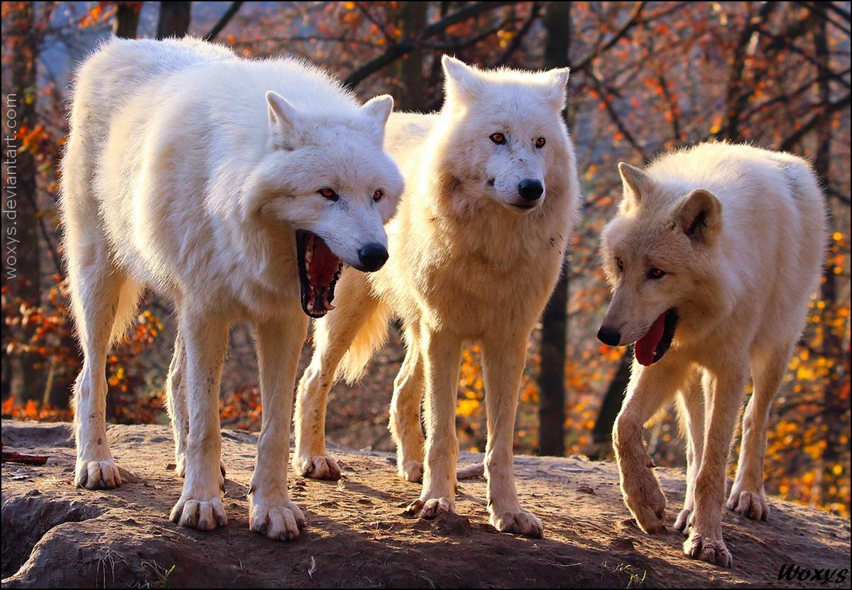 Three white wolves stand on a rocky surface in a forest with autumn-colored leaves. One wolf has its mouth open as if yawning or howling, while the other two look alert and attentive.