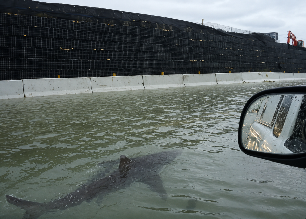 A shark swims in floodwater beside a concrete barrier on a road, viewed from a car window with a side mirror visible; a construction site and machinery are in the background under a cloudy sky.